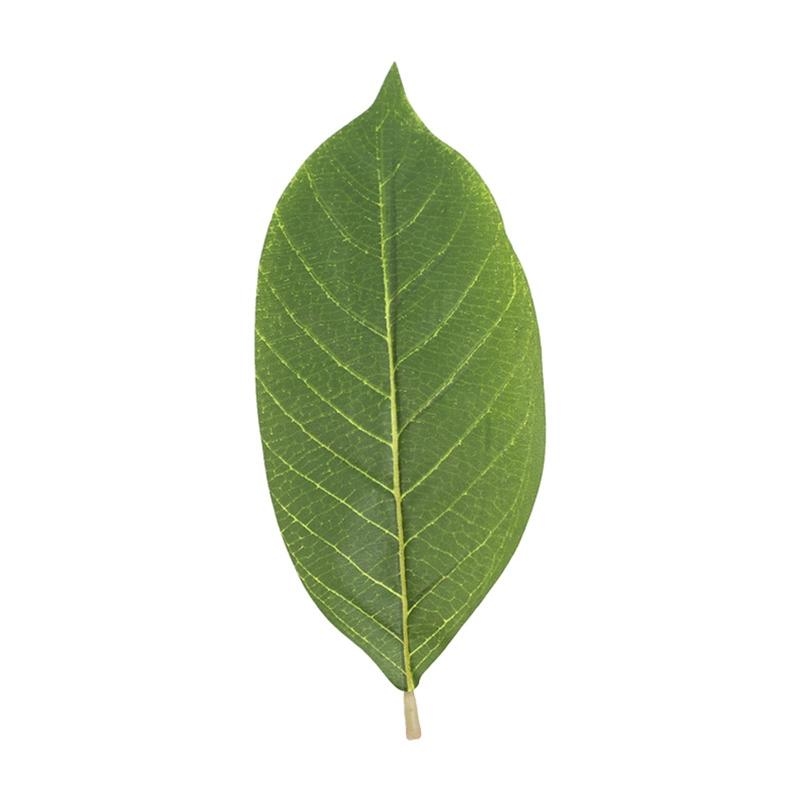 Kunstmatige groene Magnolia bl - Home Decor Catalog recensie en prijs